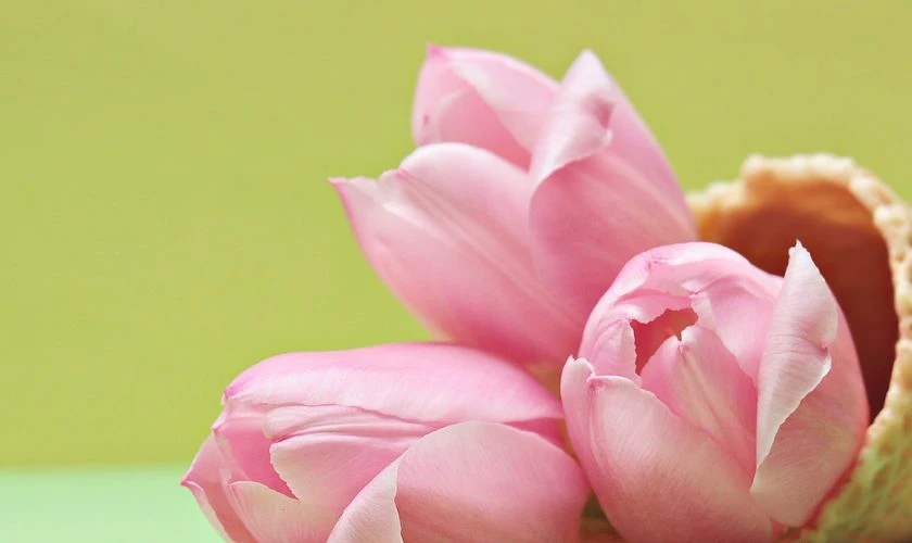 H&igrave;nh nền hoa Tulip m&agrave;u hồng mộng mơ cực xinh