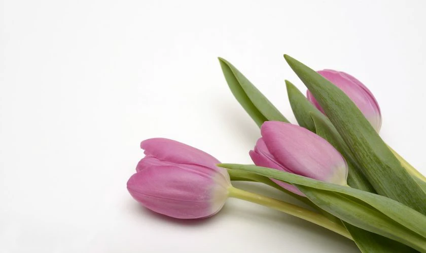 H&igrave;nh nền hoa Tulip m&agrave;u hồng mộng mơ tr&ecirc;n nền trắng