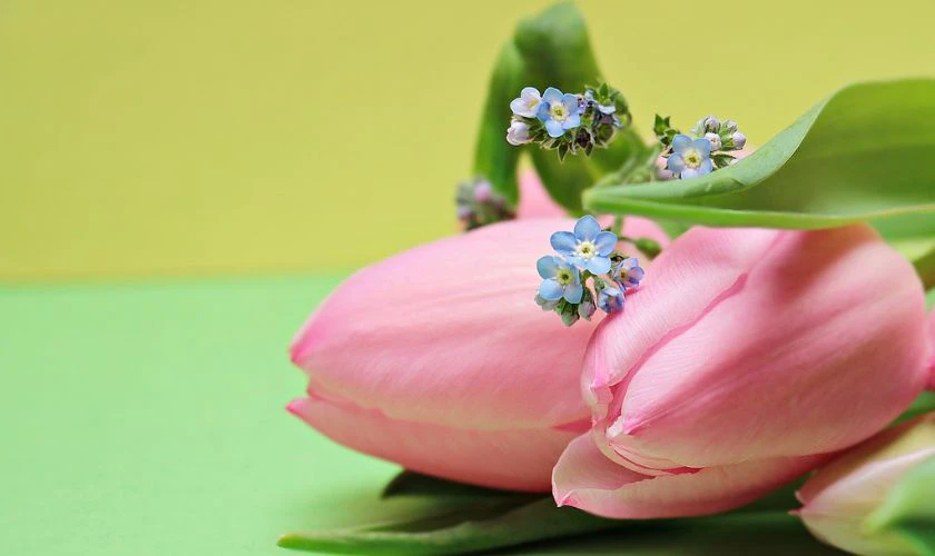 H&igrave;nh nền hoa Tulip m&agrave;u hồng mộng mơ đẹp nhất