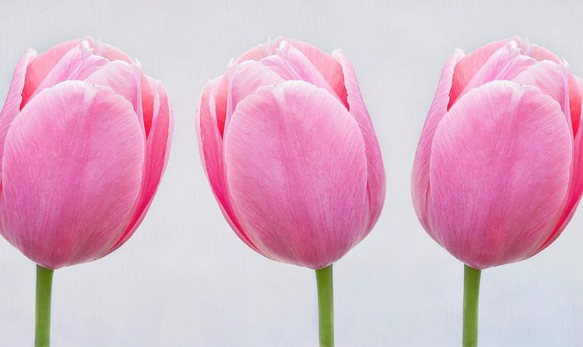 H&igrave;nh nền hoa Tulip m&agrave;u hồng mộng mơ n&eacute;t