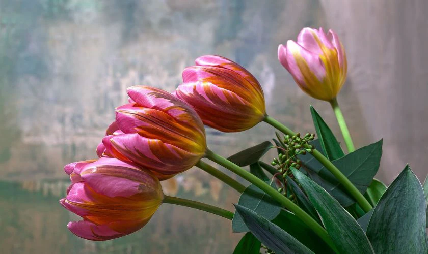 H&igrave;nh nền hoa Tulip m&agrave;u hồng mộng mơ cực nghệ