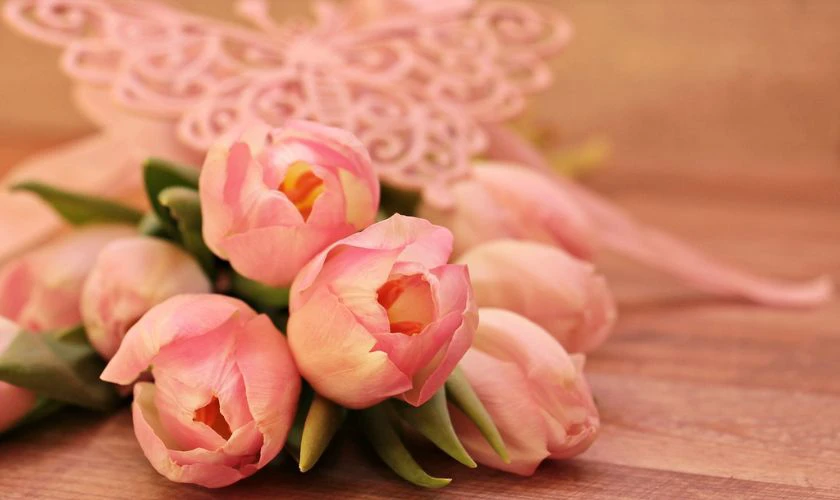 H&igrave;nh nền hoa Tulip m&agrave;u hồng mộng mơ cực n&eacute;t