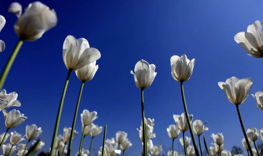 H&igrave;nh nền hoa Tulip trắng tinh khiết