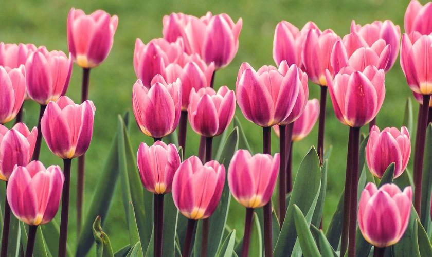 H&igrave;nh nền c&aacute;nh đồng hoa Tulip m&agrave;u hồng mộng mơ