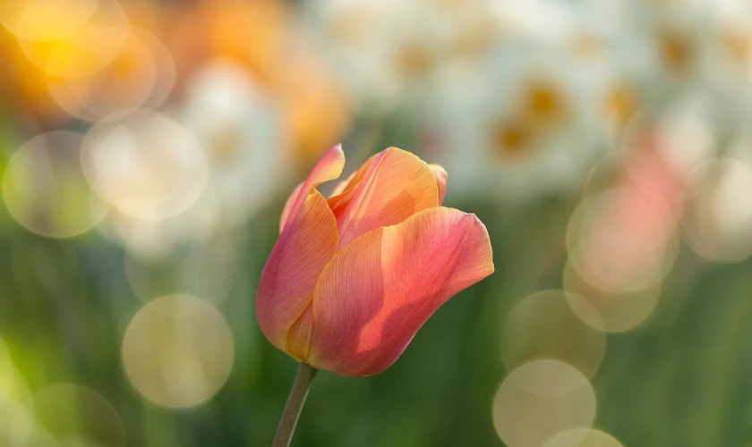 H&igrave;nh nền hoa Tulip m&agrave;u đỏ nhiệt huyết