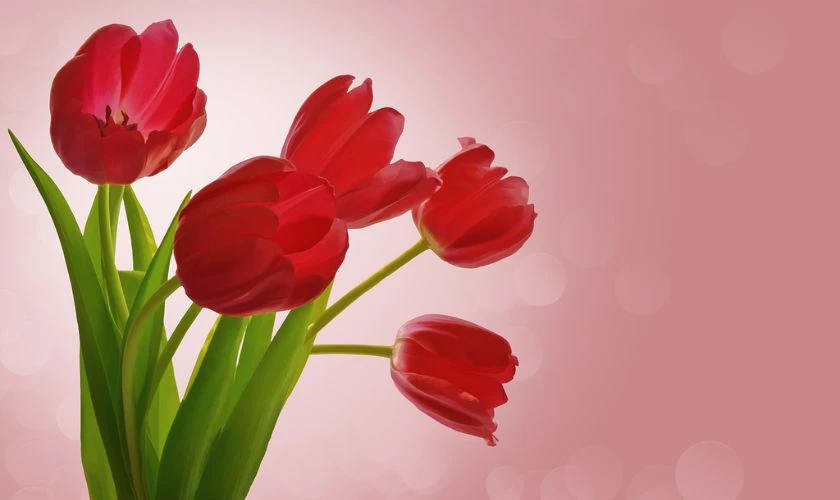 H&igrave;nh nền hoa Tulip m&agrave;u đỏ 