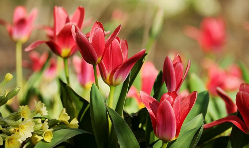 H&igrave;nh nền hoa Tulip m&agrave;u đỏ cực nhiệt huyết