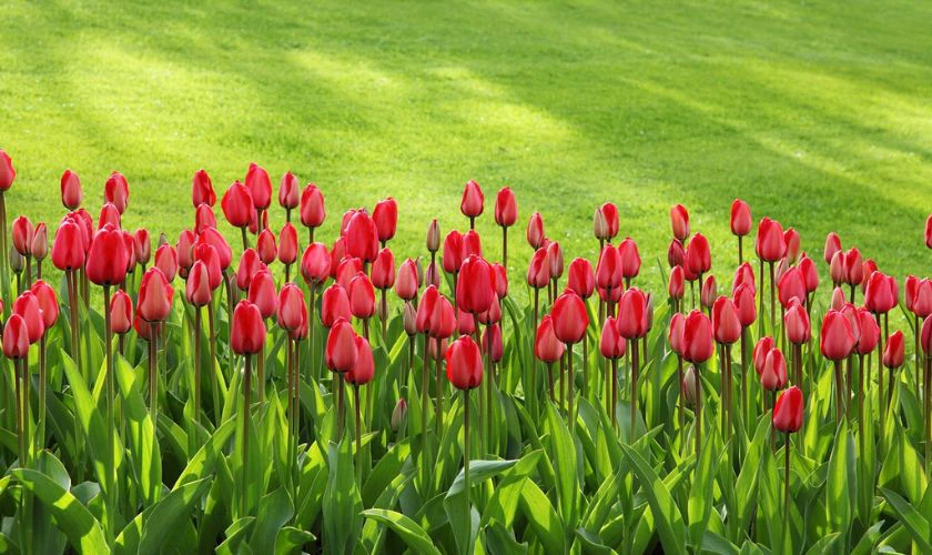 H&igrave;nh nền c&aacute;nh đồng hoa Tulip m&agrave;u đỏ nhiệt huyết