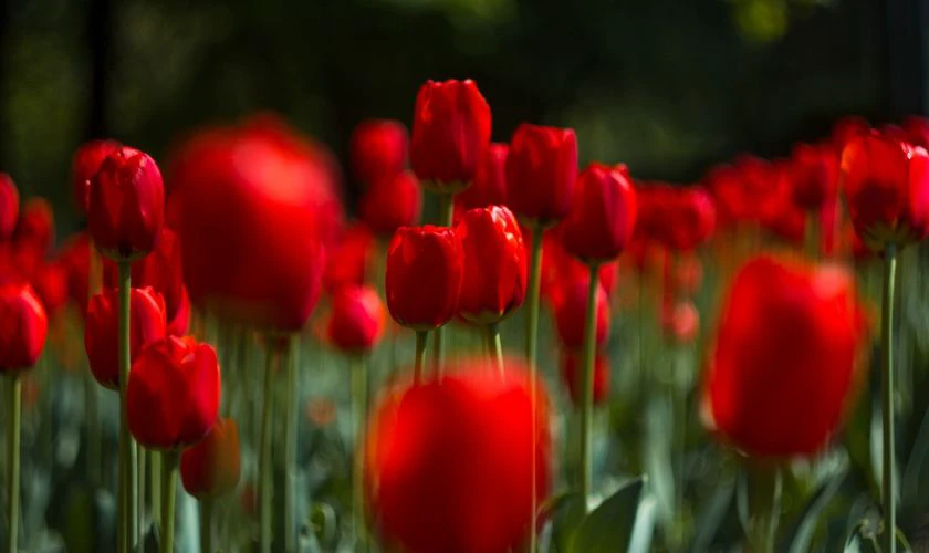 H&igrave;nh nền hoa Tulip m&agrave;u đỏ nhiệt huyết đẹp