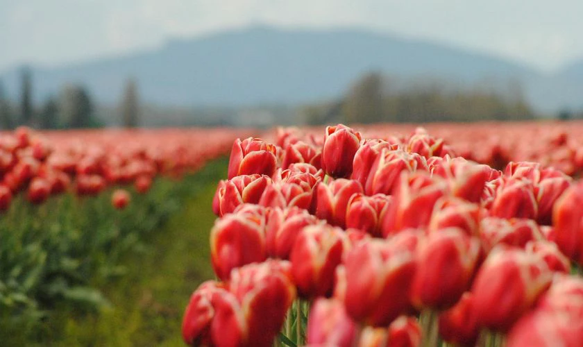H&igrave;nh nền hoa Tulip m&agrave;u đỏ nhiệt huyết cực đẹp