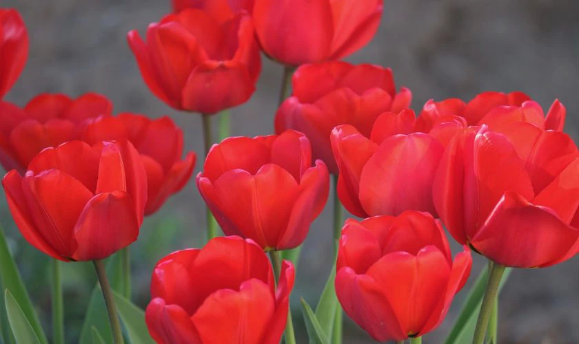 H&igrave;nh nền hoa Tulip m&agrave;u đỏ nhiệt huyết si&ecirc;u đẹp