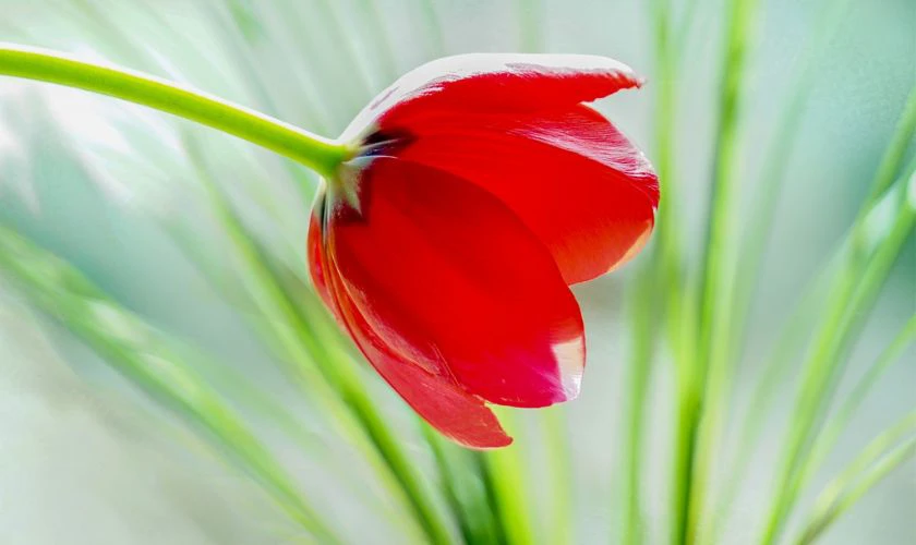 H&igrave;nh nền hoa Tulip m&agrave;u đỏ nhiệt huyết đẹp nhất