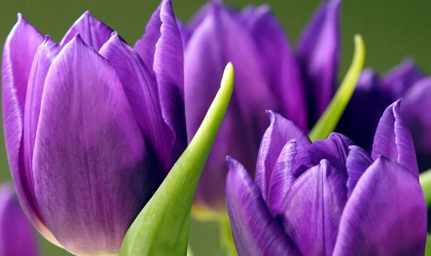 H&igrave;nh nền hoa Tulip t&iacute;m chung thủy