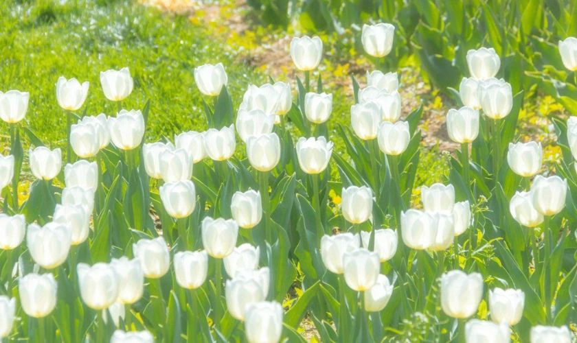 H&igrave;nh nền c&aacute;nh đồng hoa Tulip trắng tinh khiết