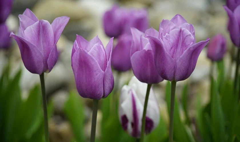 Bộ h&igrave;nh nền hoa Tulip t&iacute;m 