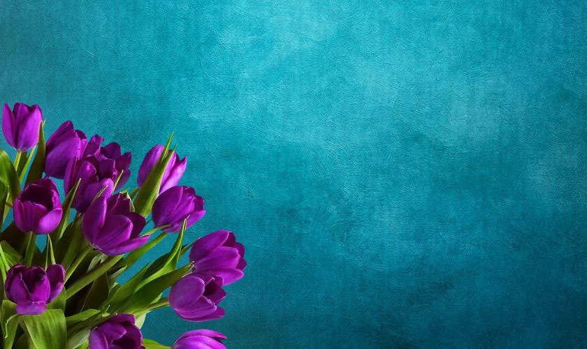Bộ h&igrave;nh nền hoa Tulip t&iacute;m chung thủy tr&ecirc;n nền xanh
