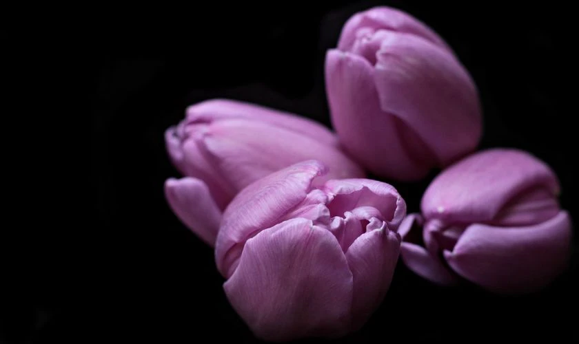 Bộ h&igrave;nh nền hoa Tulip t&iacute;m chung thủy Full HD