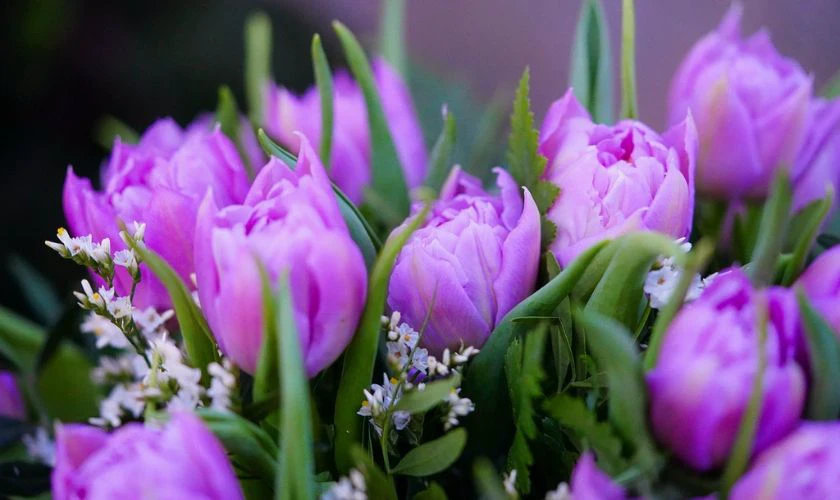 Bộ h&igrave;nh nền vườn hoa Tulip t&iacute;m chung thủy