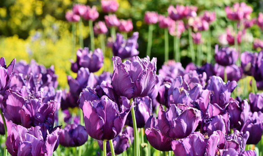 Bộ h&igrave;nh nền c&aacute;nh đồng hoa Tulip t&iacute;m chung thủy