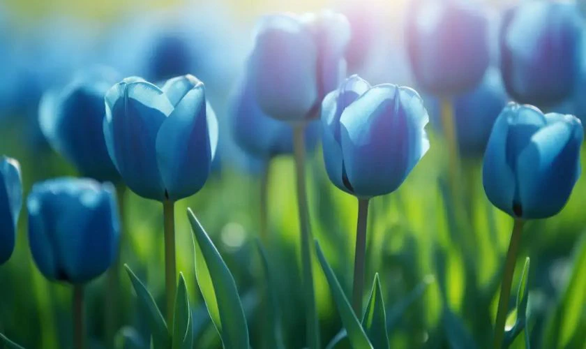 H&igrave;n nền hoa Tulip m&agrave;u xanh y&ecirc;n b&igrave;nh