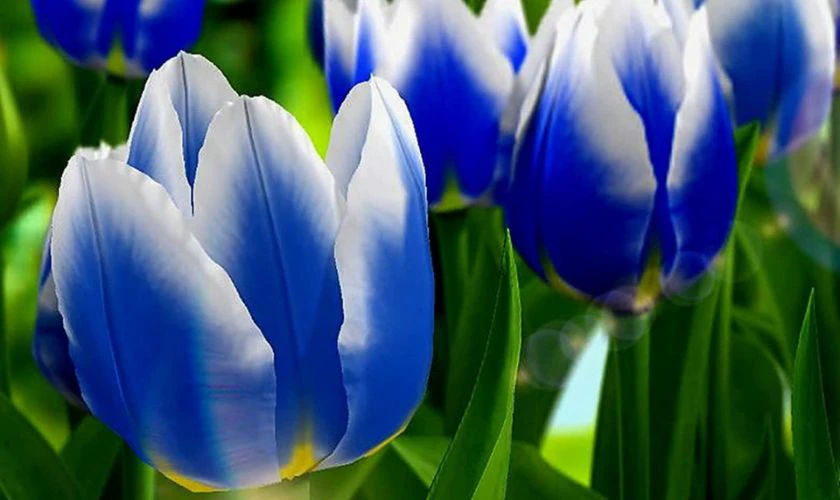 H&igrave;nh nền hoa Tulip m&agrave;u xanh 