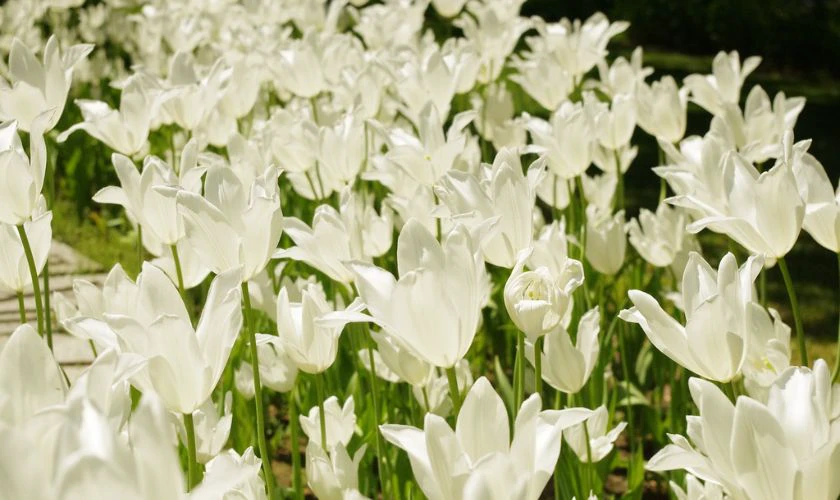 H&igrave;nh nền hoa Tulip trắng