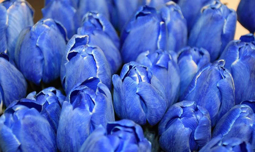 H&igrave;nh nền hoa Tulip m&agrave;u xanh y&ecirc;n b&igrave;nh cực đẹp