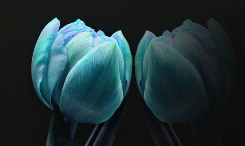 H&igrave;nh nền hoa Tulip m&agrave;u xanh y&ecirc;n b&igrave;nh siệu đẹp