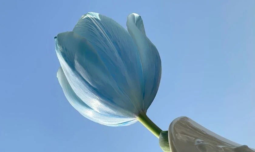 H&igrave;nh nền hoa Tulip m&agrave;u xanh y&ecirc;n b&igrave;nh đẹp nhất