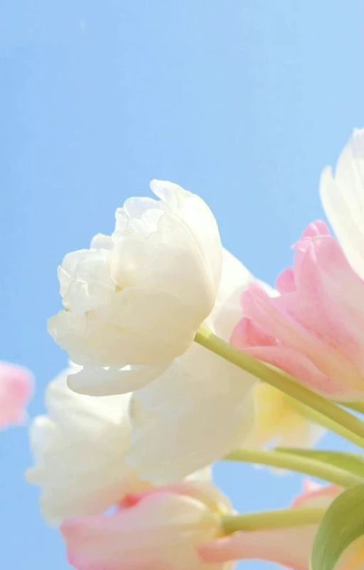 Ảnh hoa Tulip phong c&aacute;ch cute 