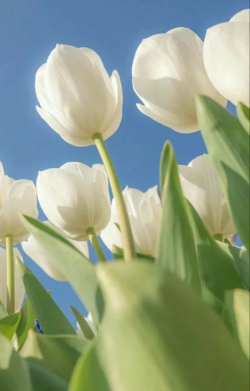 Ảnh hoa Tulip cho giới trẻ