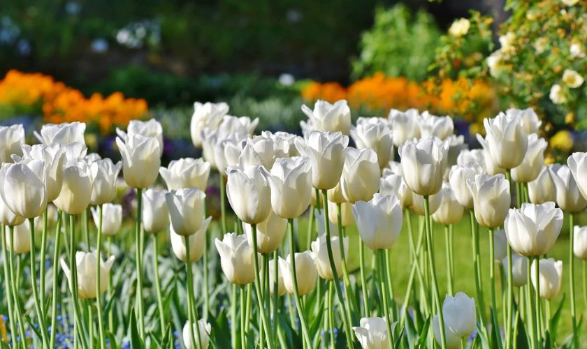 H&igrave;nh nền c&aacute;nh đồng hoa Tulip trắng