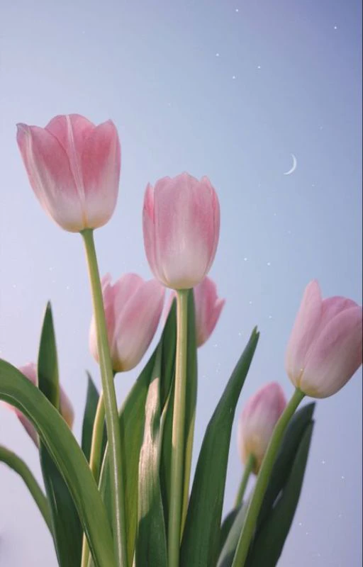 Ảnh hoa Tulip cực cute, xinh 