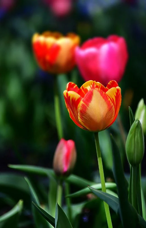 Ảnh hoa Tulip nhiều m&agrave;u sắc trong một khung h&igrave;nh