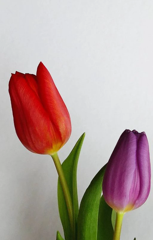 Ảnh hoa Tulip nhiều m&agrave;u sắc