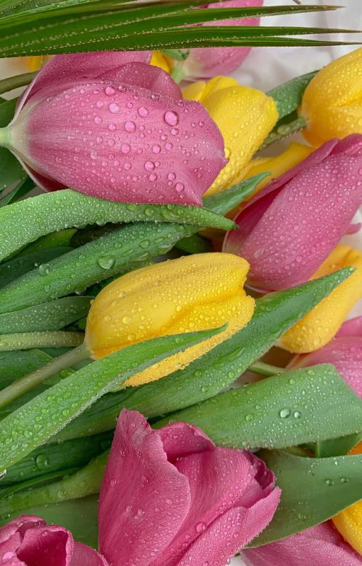 Ảnh hoa Tulip nhiều m&agrave;u sắc đẹp