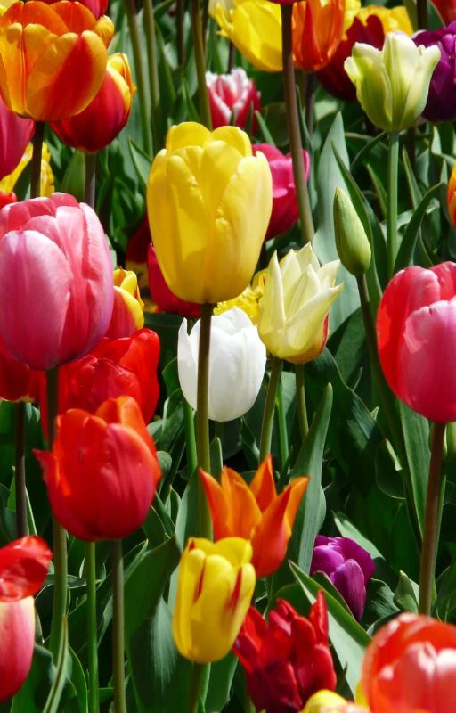 Ảnh hoa Tulip nhiều m&agrave;u sắc si&ecirc;u đẹp