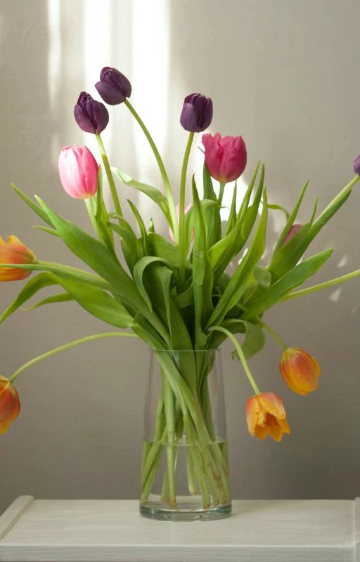 Ảnh hoa Tulip nhiều m&agrave;u sắc đẹp nhất