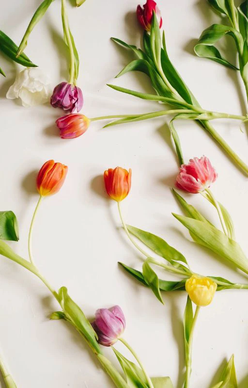 Ảnh hoa Tulip nhiều m&agrave;u sắc n&eacute;t