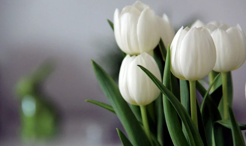 H&igrave;nh nền hoa Tulip trắng tinh khiết n&eacute;t