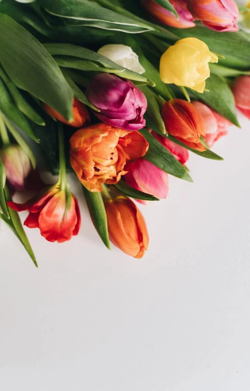 Ảnh hoa Tulip nhiều m&agrave;u sắc cực n&eacute;t