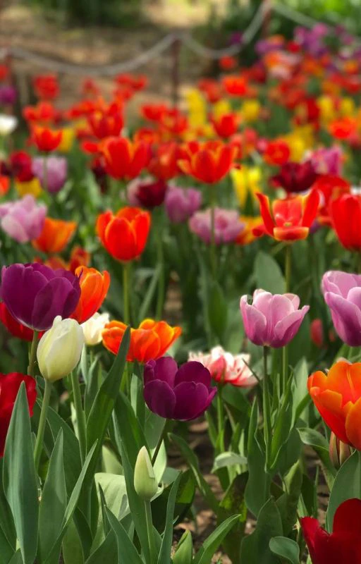 Ảnh hoa Tulip chill Full HD si&ecirc;u n&eacute;t