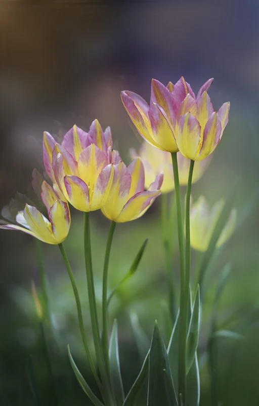 Ảnh hoa Tulip cực chill Full HD si&ecirc;u n&eacute;t