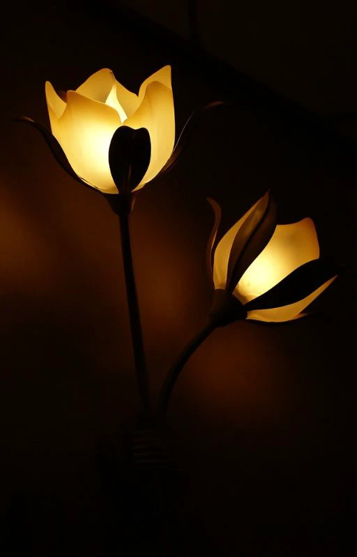 Ảnh hoa Tulip ph&aacute;t s&aacute;ng, chill Full HD si&ecirc;u n&eacute;t