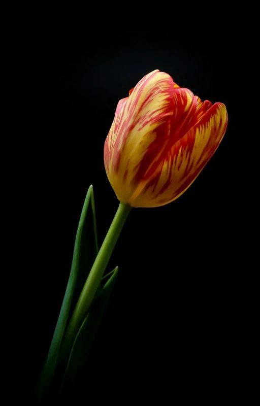 Ảnh nh&agrave;nh hoa Tulip chill Full HD si&ecirc;u n&eacute;t