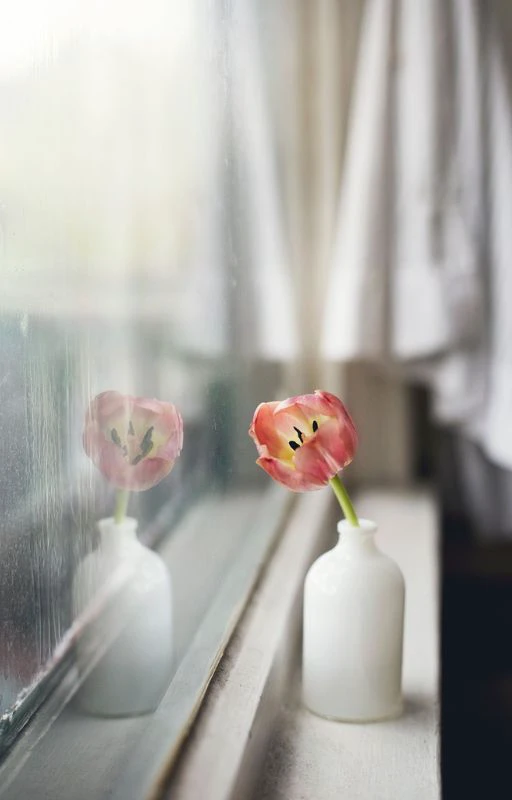 Ảnh nh&agrave;nh hoa Tulip hồng chill Full HD si&ecirc;u n&eacute;t
