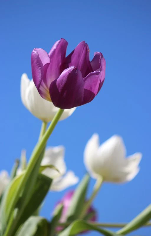 Ảnh nh&agrave;nh hoa Tulip m&agrave;u t&iacute;m, chill Full HD si&ecirc;u n&eacute;t
