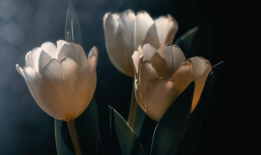 H&igrave;nh nền hoa Tulip trắng tinh khiết cực n&eacute;t