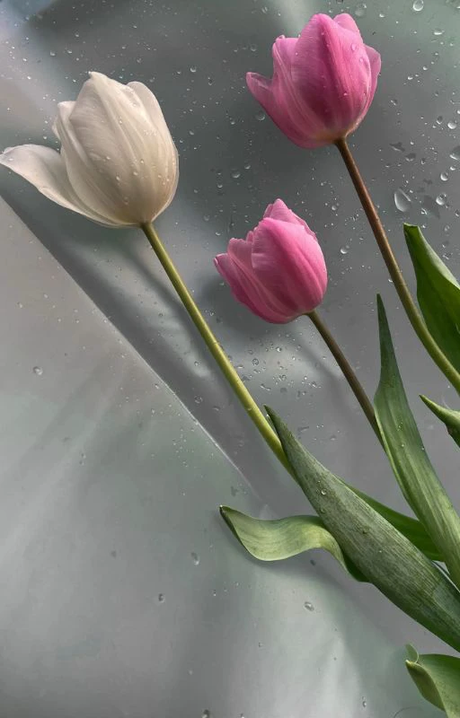 Ảnh những nh&agrave;nh hoa Tulip chill Full HD si&ecirc;u n&eacute;t