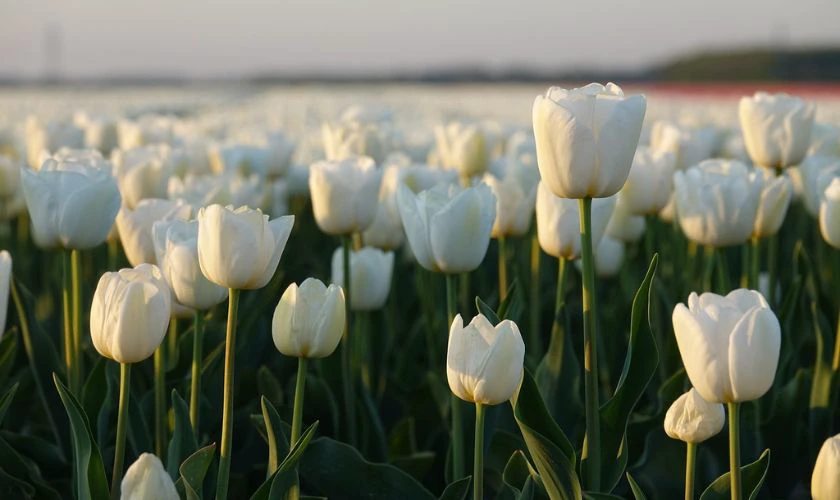 H&igrave;nh nền hoa Tulip trắng tinh khiết si&ecirc;u n&eacute;t